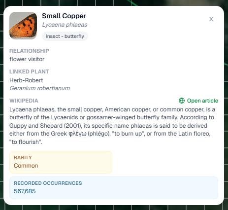 Species detail card for Small Copper butterfly